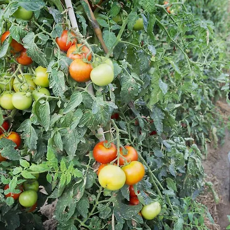 Merce 3* Pineda de Mar