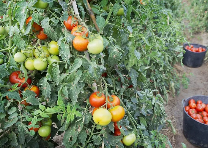 Merce 3* بينيذا ذي مار